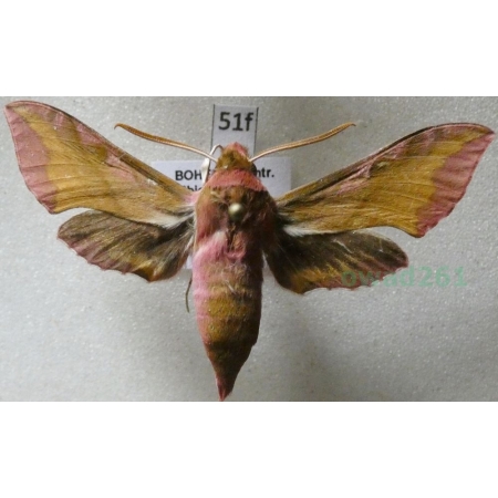 Deilephila porcellus (Linnaeus, 1758) Zmrocznik pazik Czech51f